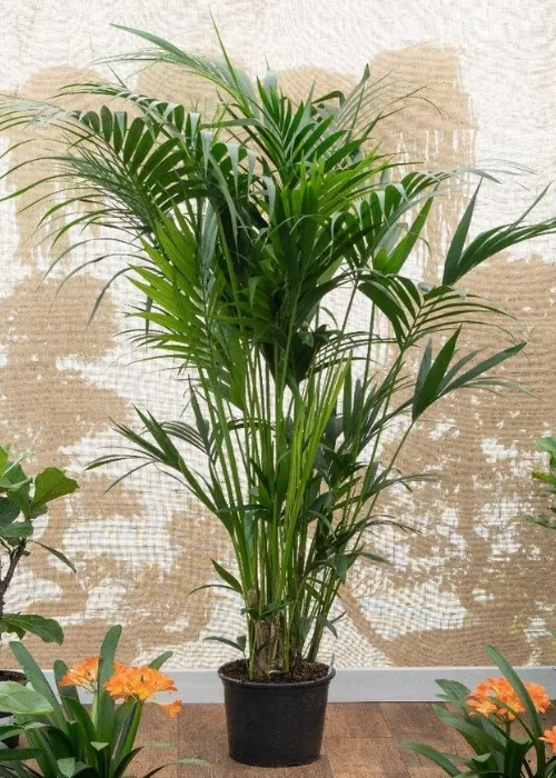 Palm Plant - home decor plants