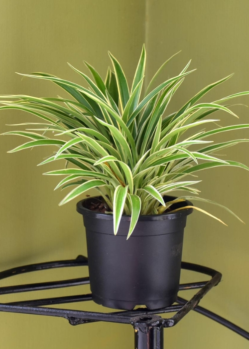 Home decor plants