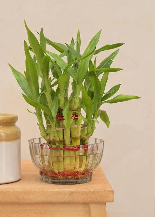 Bamboo plant- Vastu plants for home.