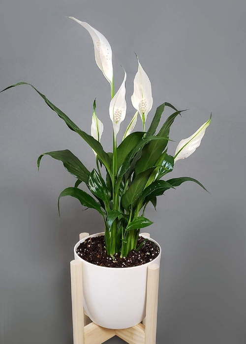 Peace lily plant