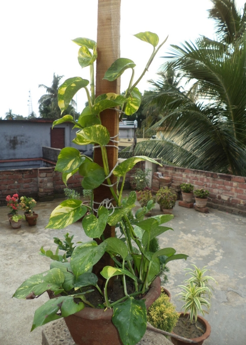 Pothos- money plant